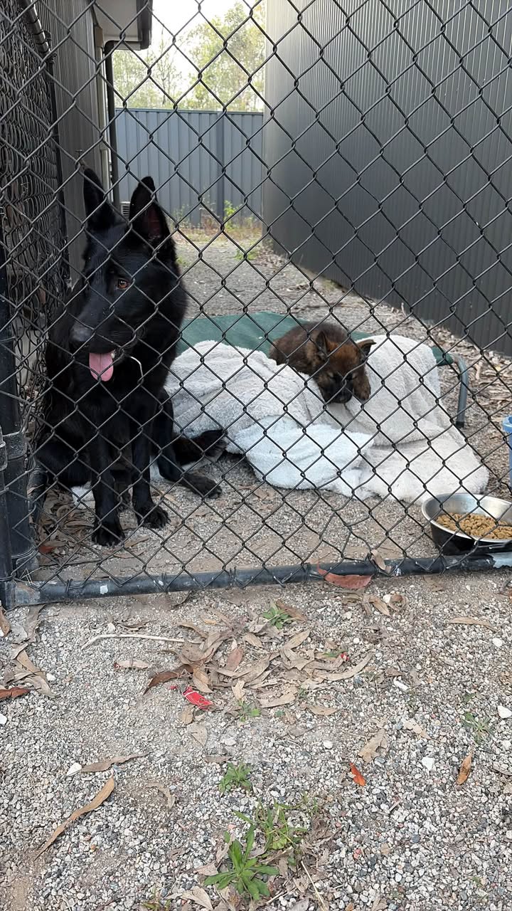 Found Dog in Larapinta