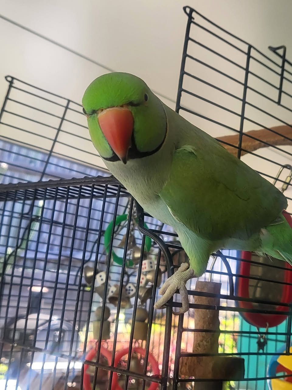 Lost bird