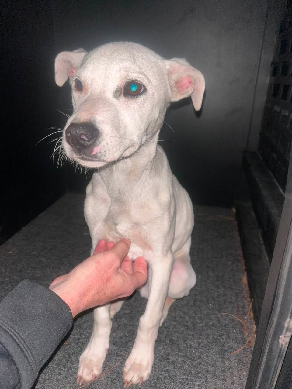 Found dog