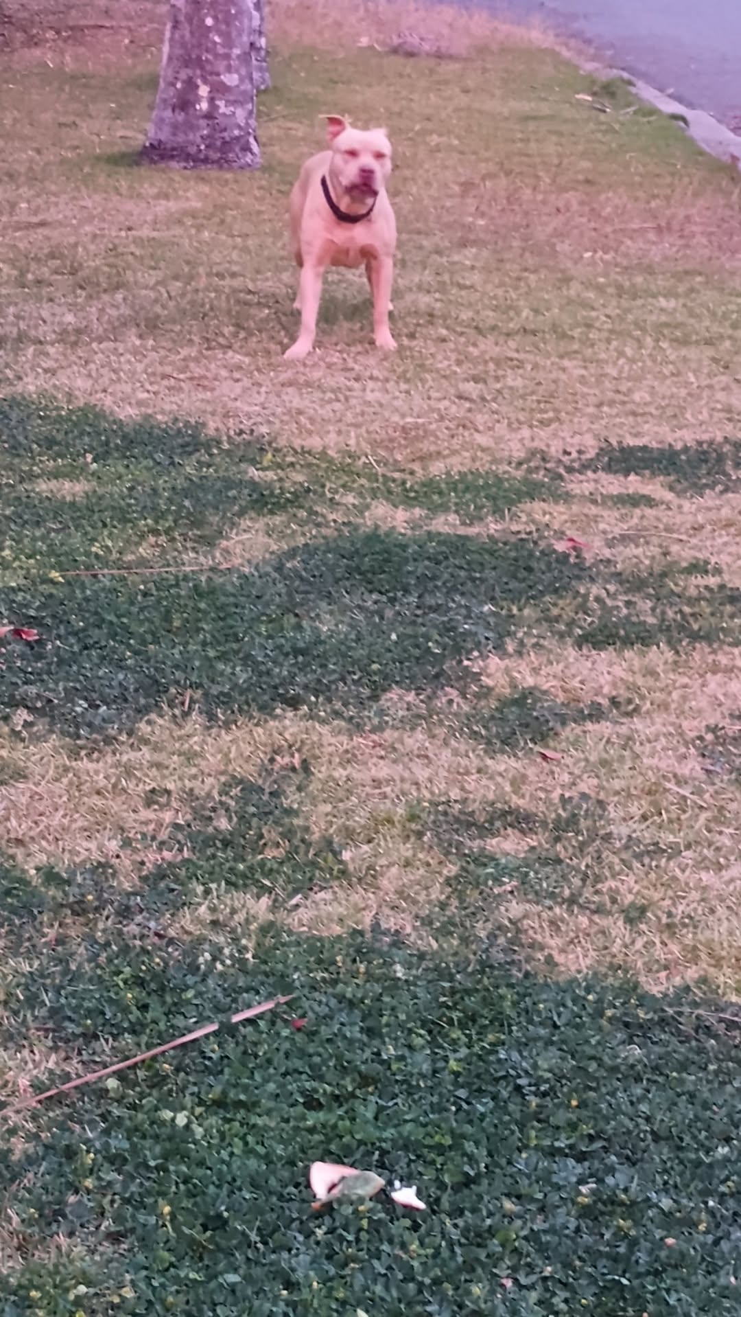 Found Dog in Nerang
