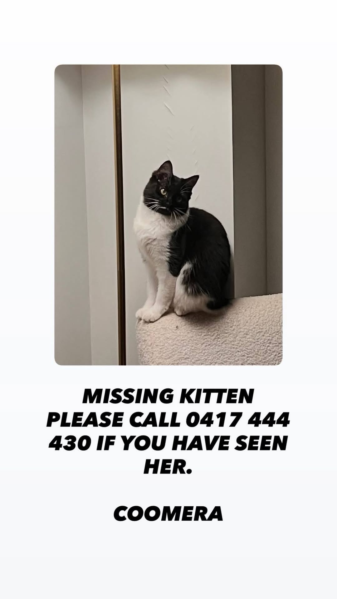 Lost Cat in Gold Coast