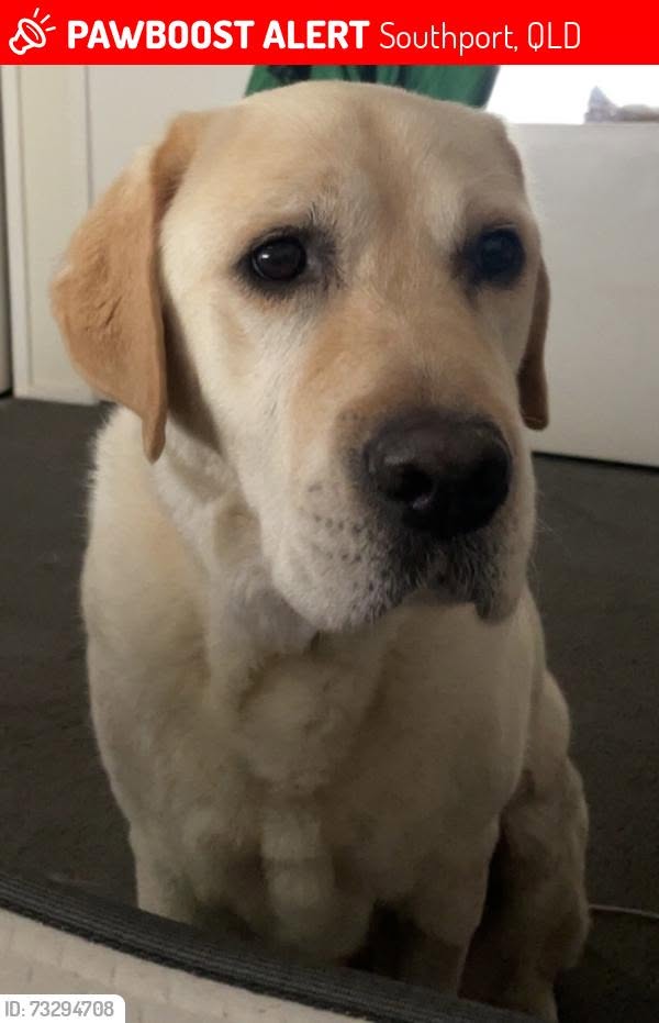 Lost dog