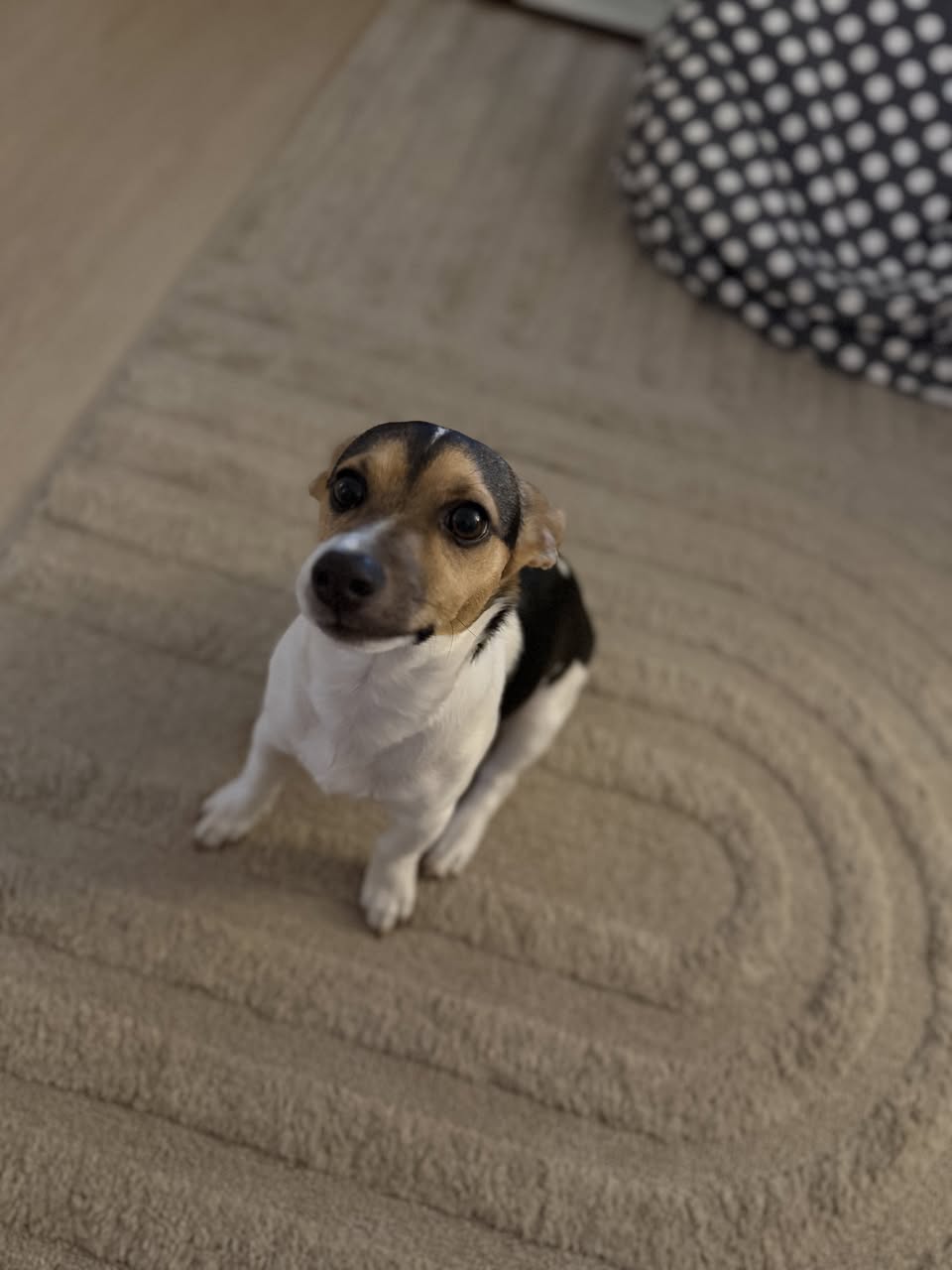 Lost Dog in Gold Coast