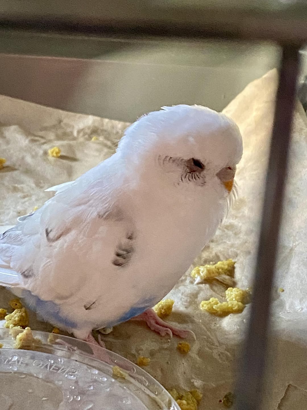 Found Budgie in Gold Coast