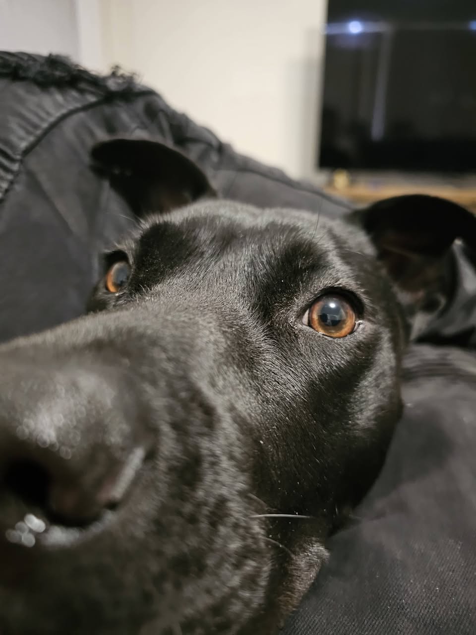 Lost Dog in New South Wales