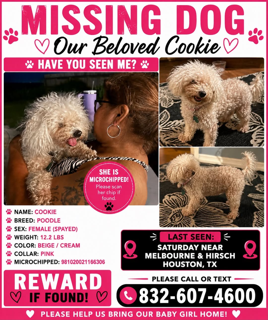 Lost dog