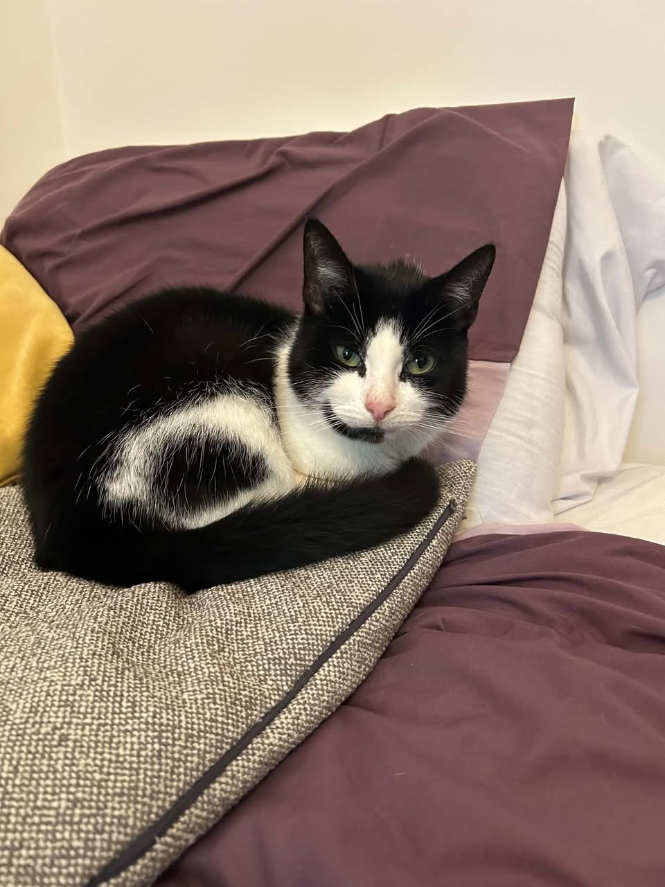Found cat