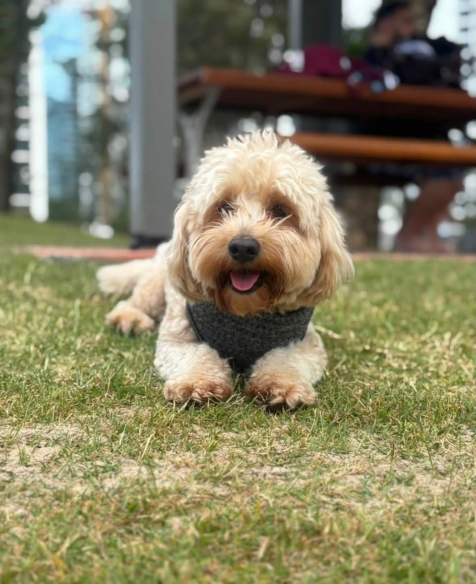 Lost Dog in Gold Coast