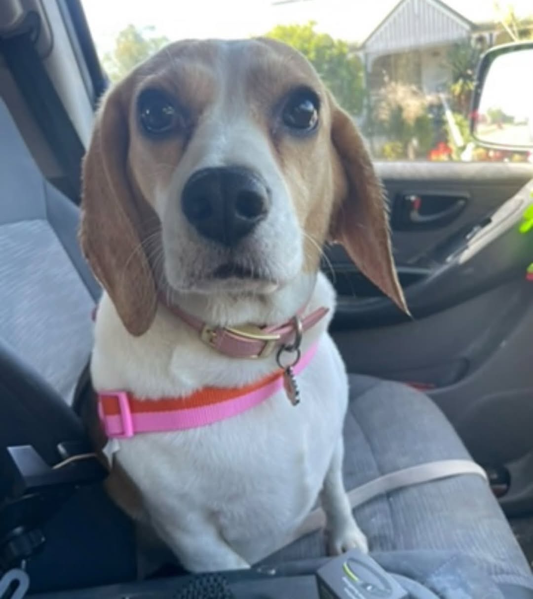 Lost Dog in Gold Coast