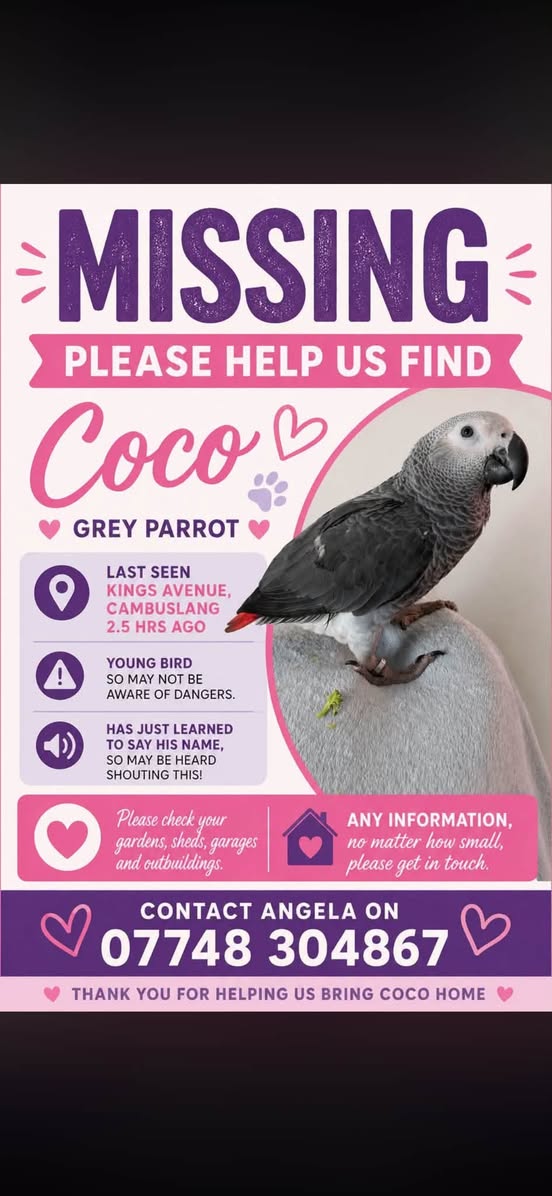 Lost Bird in Glasgow