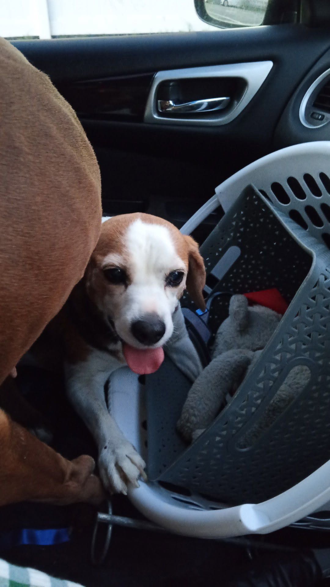 Found dog