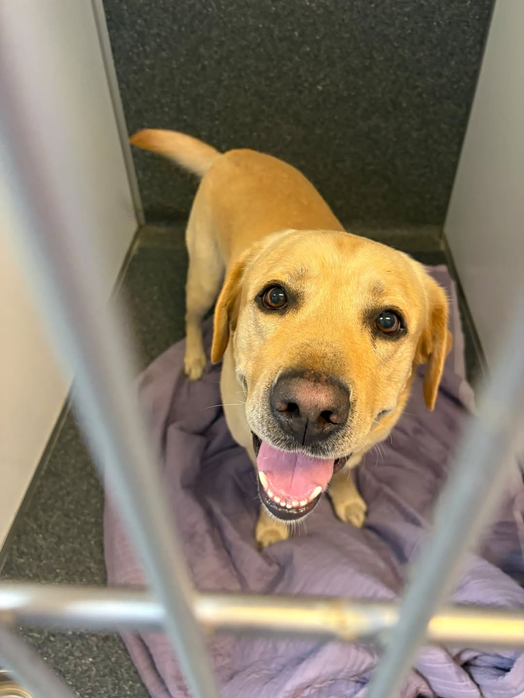 Found dog