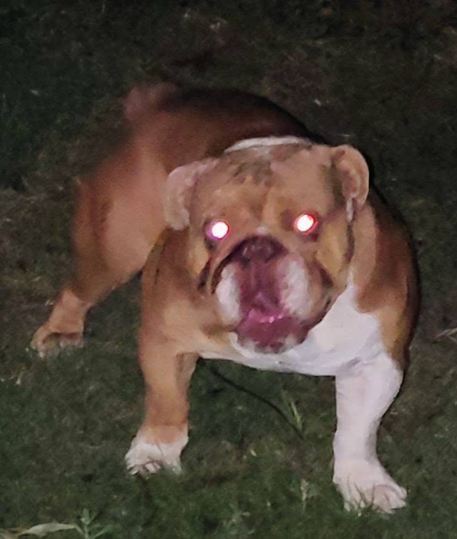 Found Dog in Logan