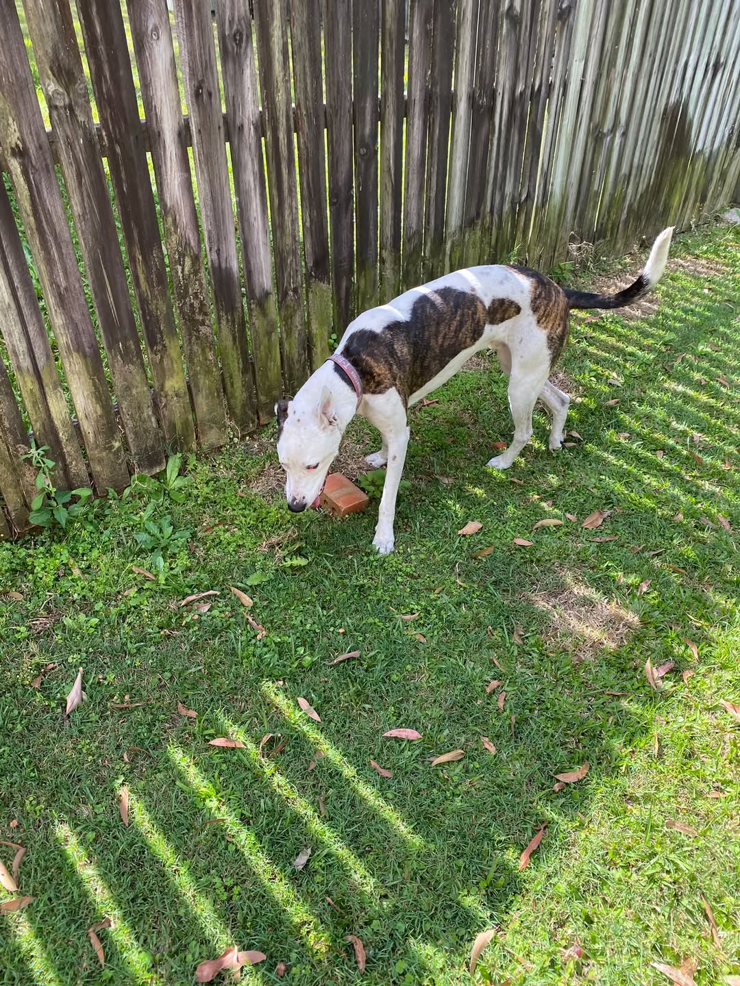 Found dog