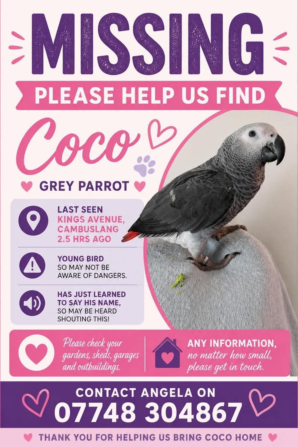 Lost bird