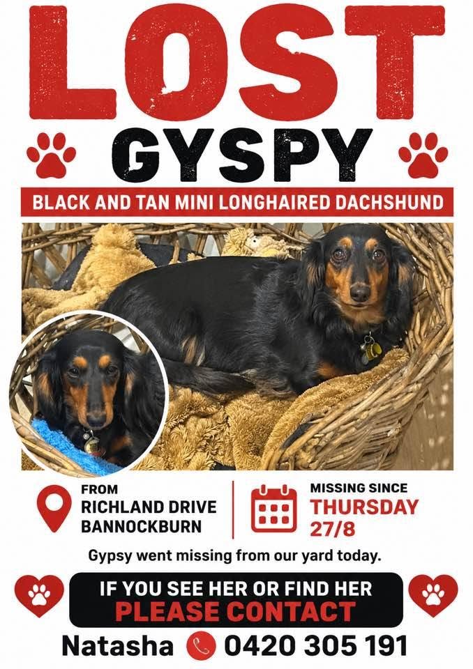 Lost dog