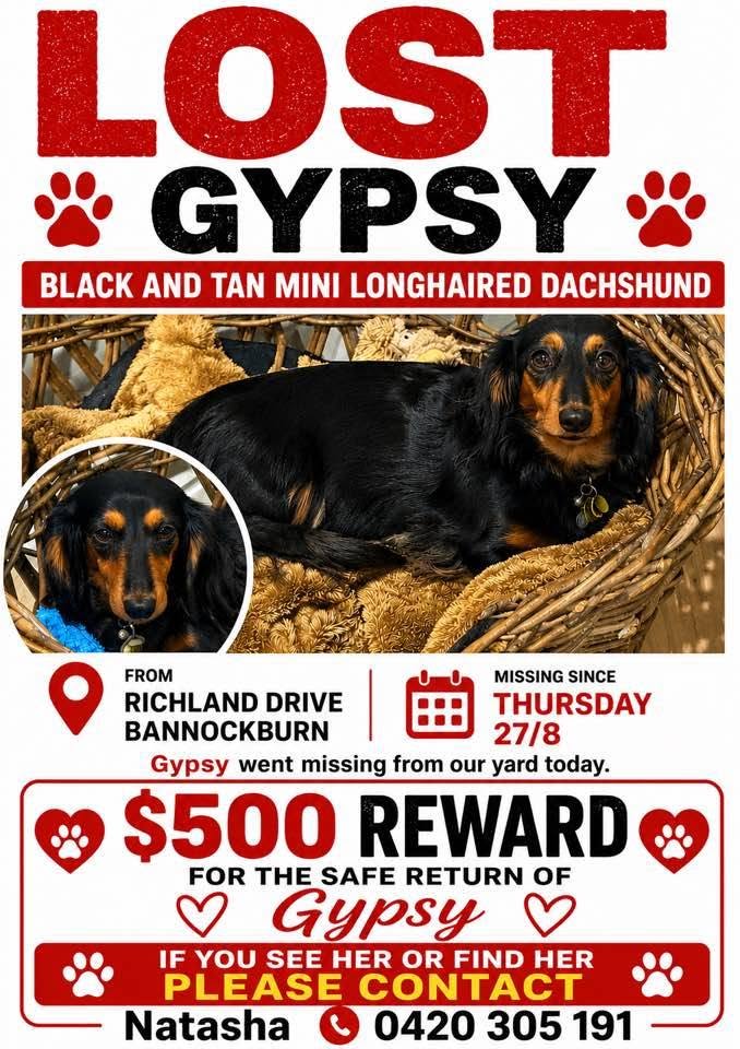Lost Dog in Bannockburn