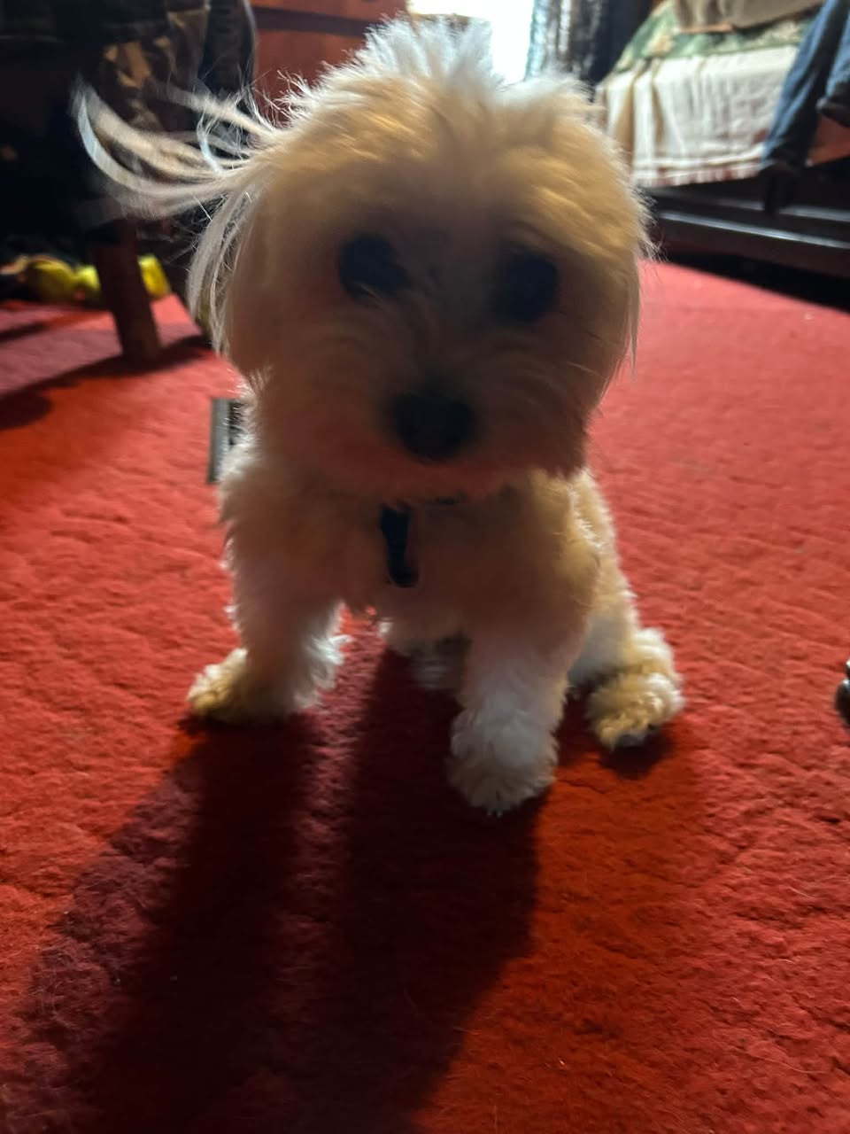 Found dog
