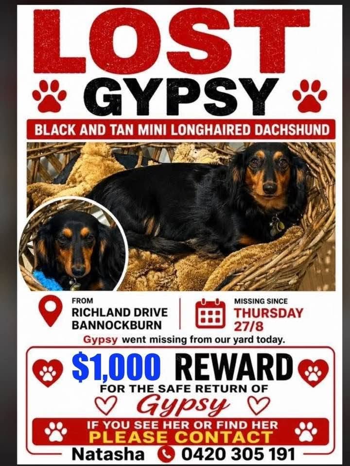 Lost Dog in Bannockburn