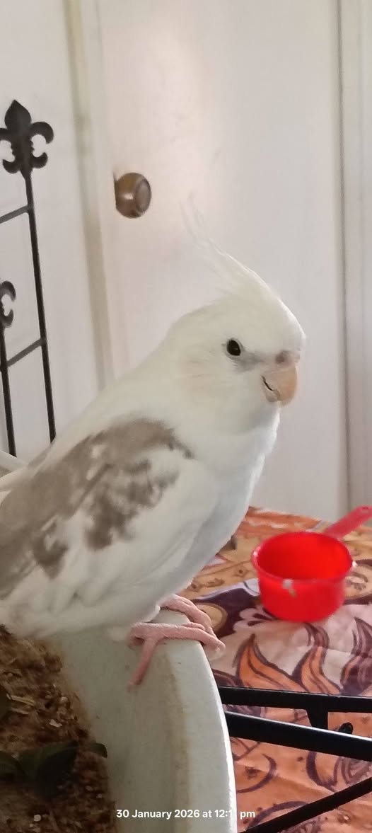 Lost Bird in Bellmere
