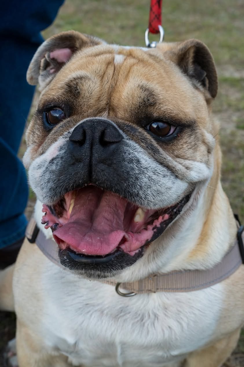 Lost dog