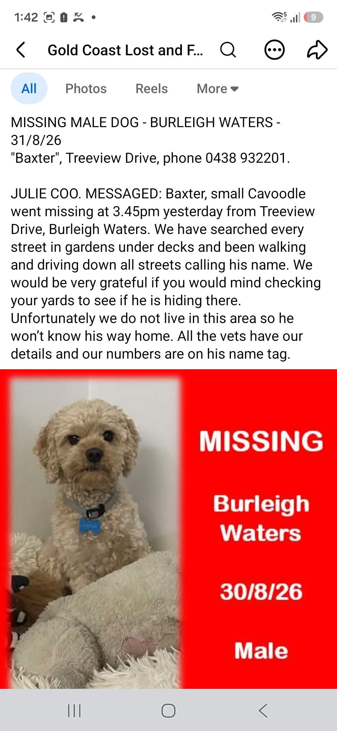 Lost dog