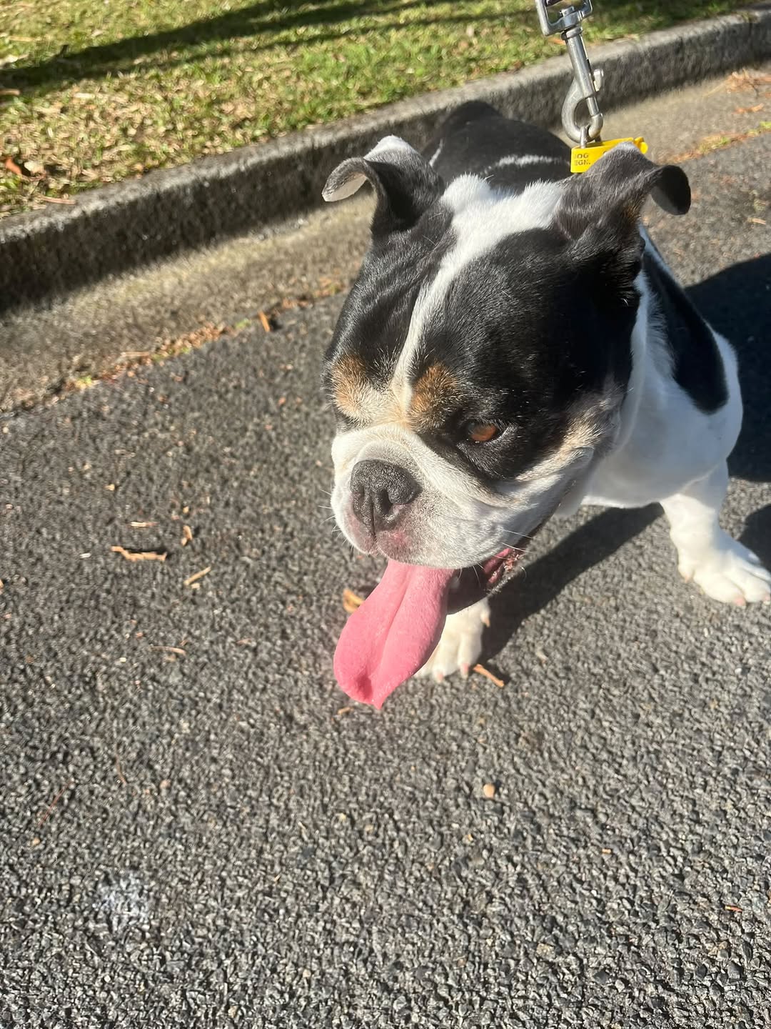 Found dog