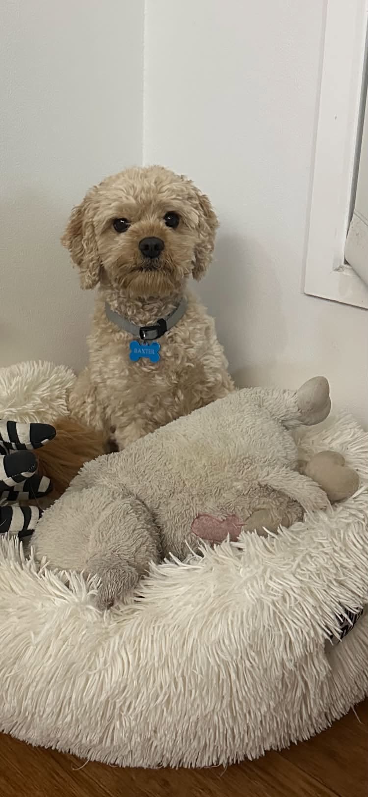 Lost dog