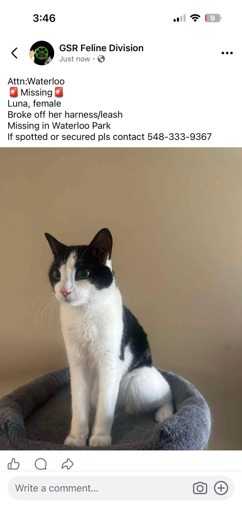 Lost Cat in Waterloo Park