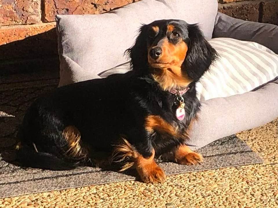 Lost Dog in Bannockburn
