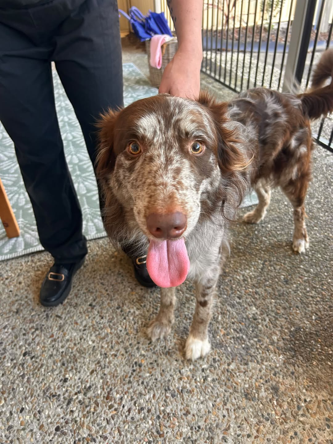 Found dog