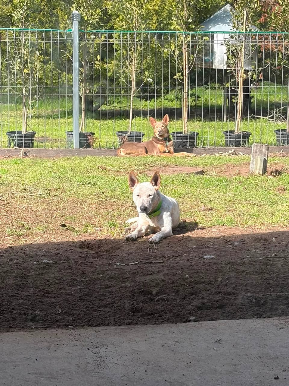 Found dog