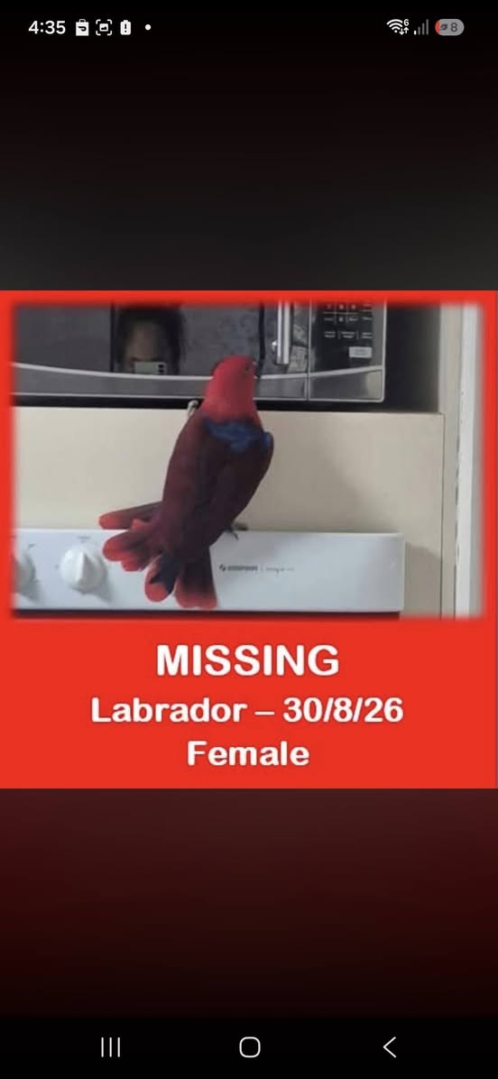 Lost bird