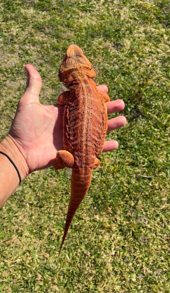 Lost Lizard in Gold Coast