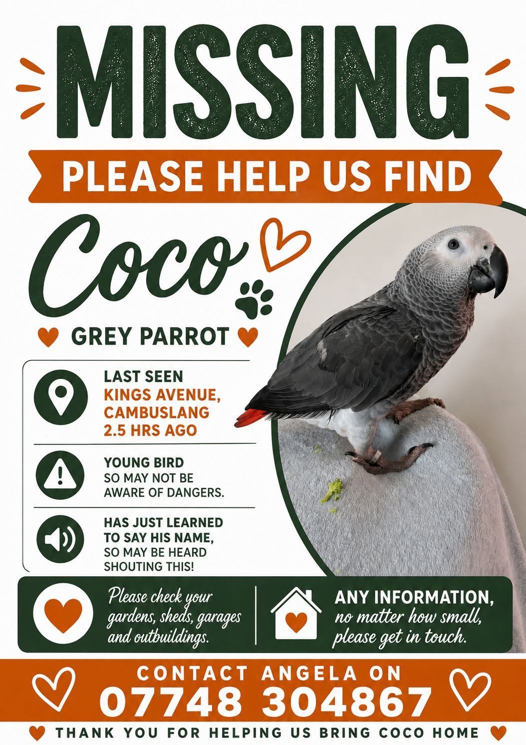 Lost bird