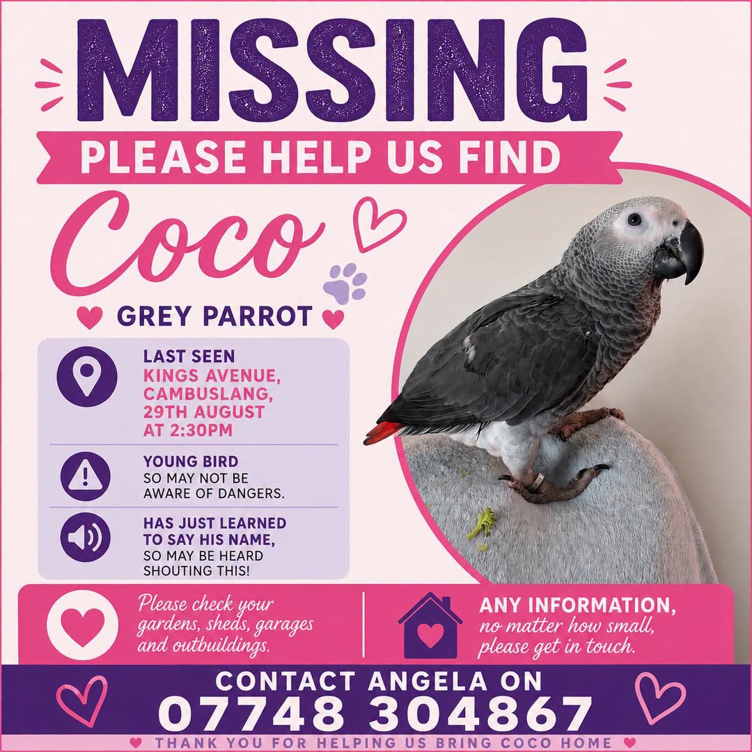 Lost Bird in Glasgow