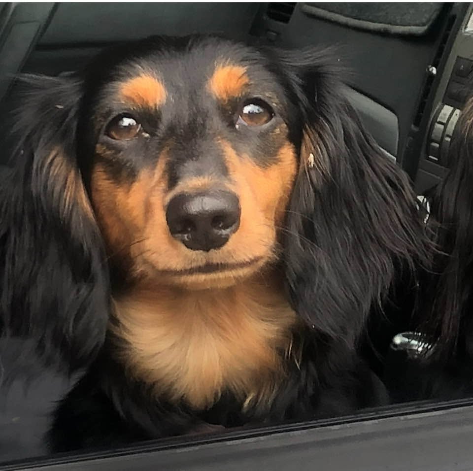 Lost Dog in Bannockburn