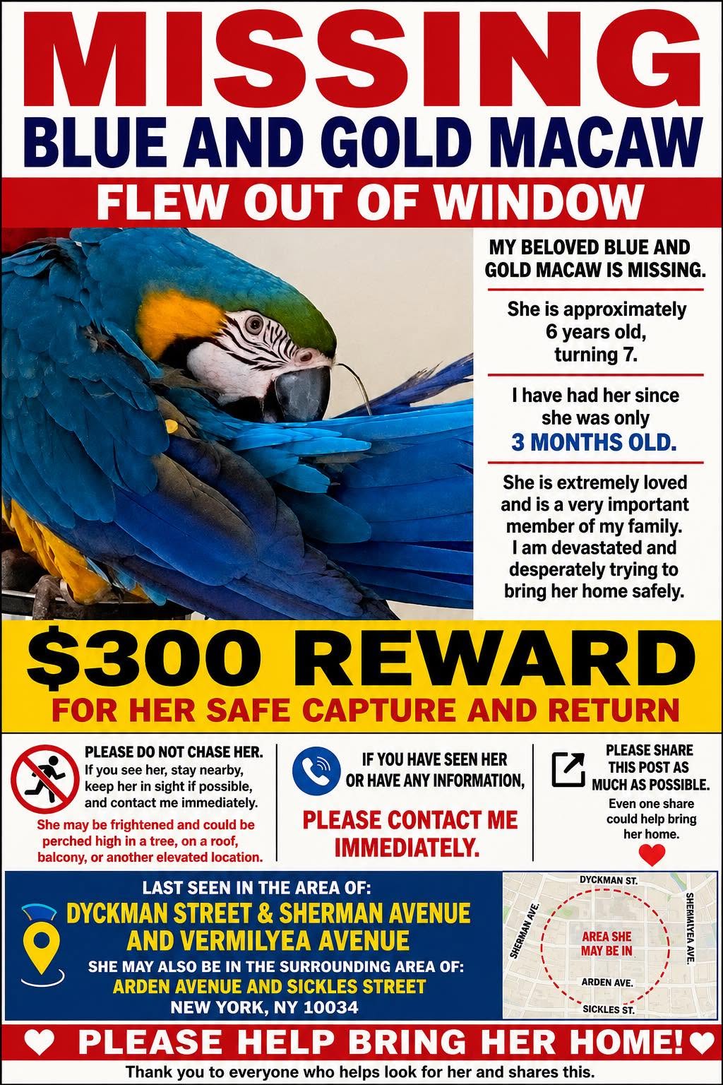 Lost Bird in New York