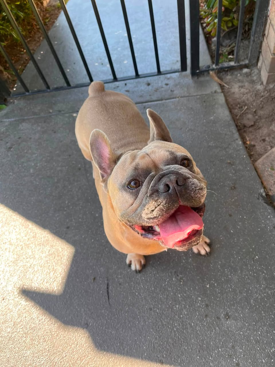 Found dog