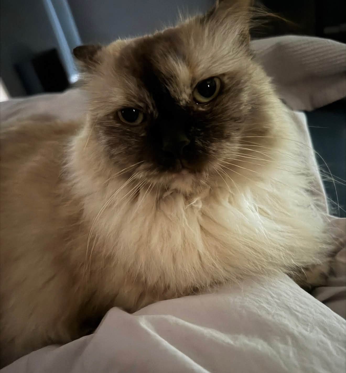 Lost Cat in Gold Coast