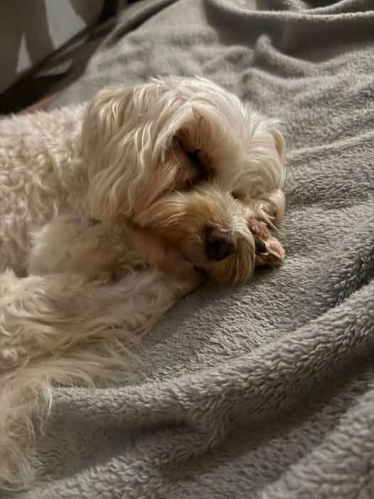 Lost Dog in Cornubia