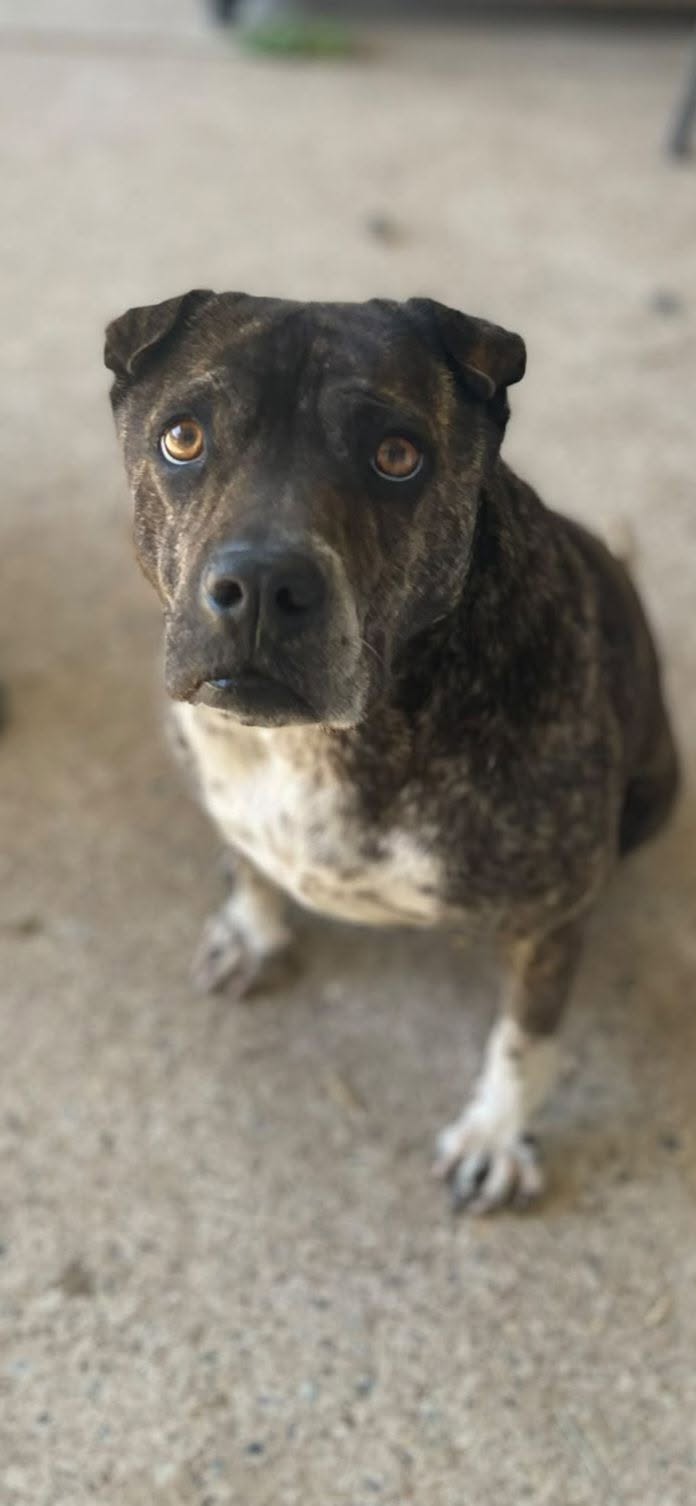 Lost Dog in Gold Coast