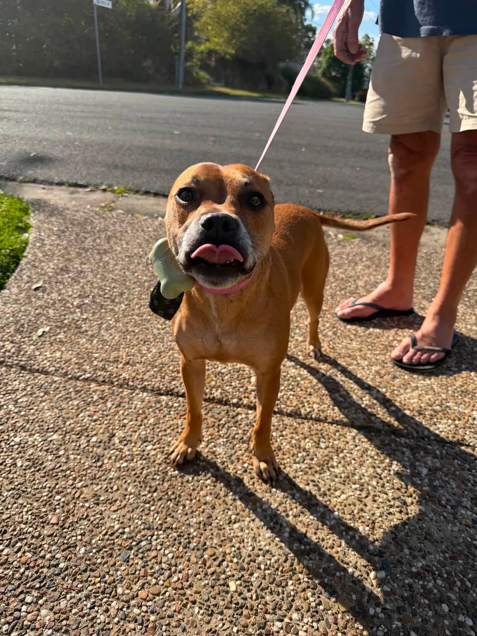 Lost Dog in Gold Coast