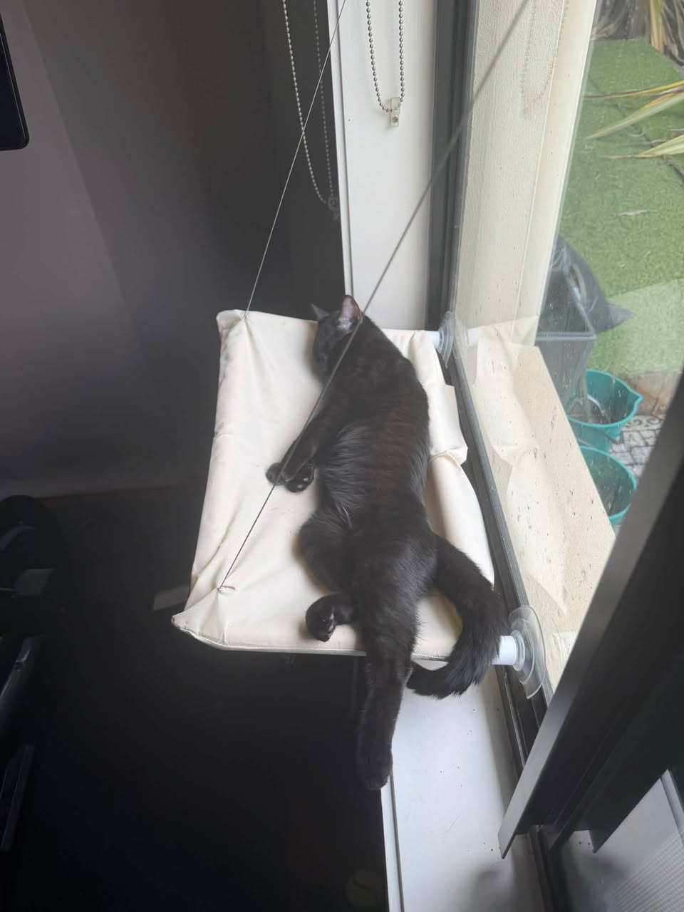 Lost Cat in Gold Coast