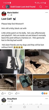 Found cat