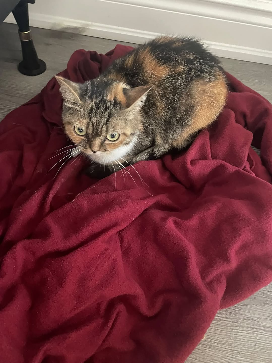 Found cat