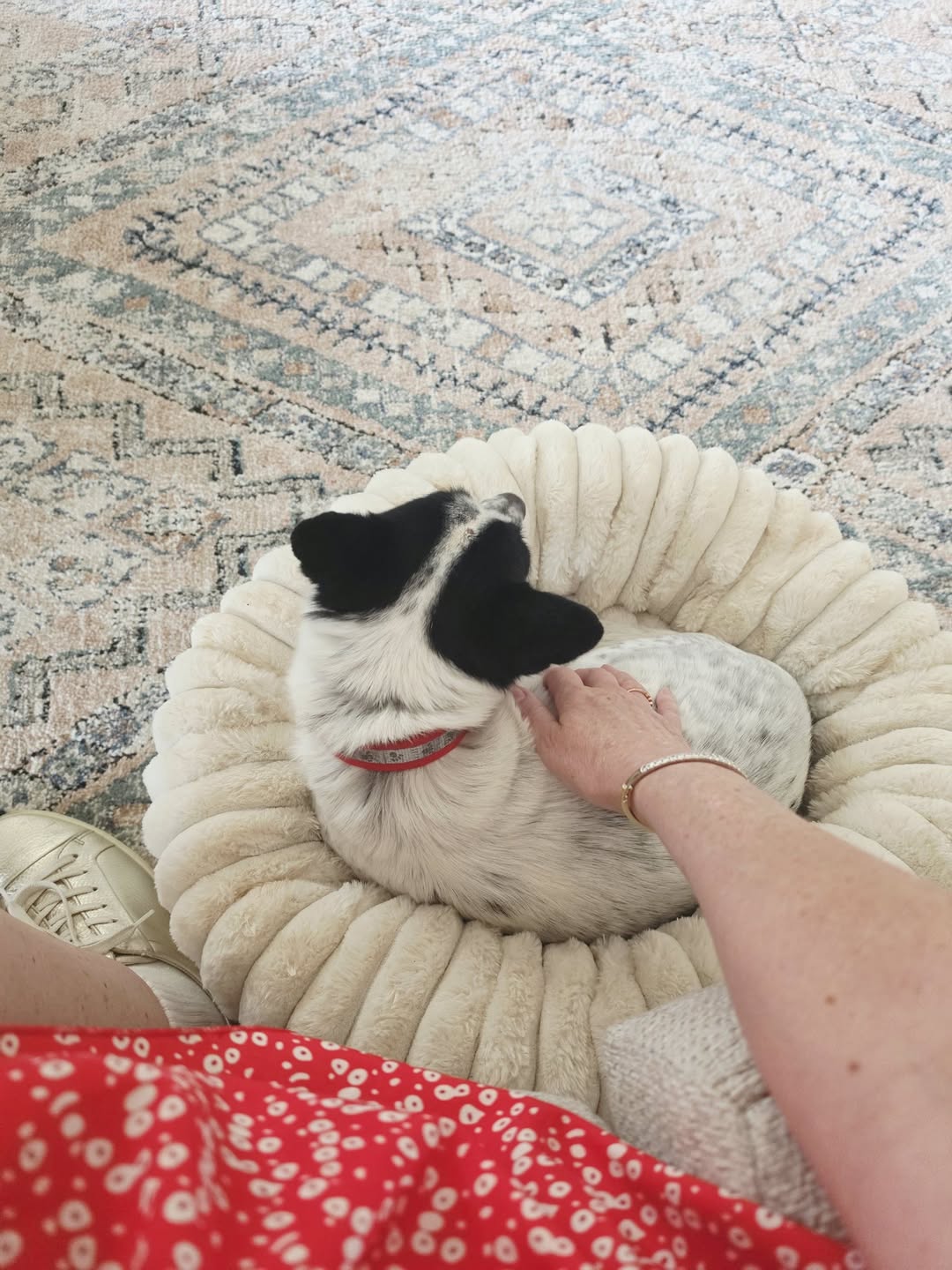 Lost Dog in Gold Coast