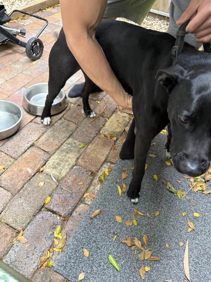 Found dog