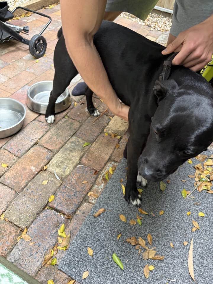 Found dog