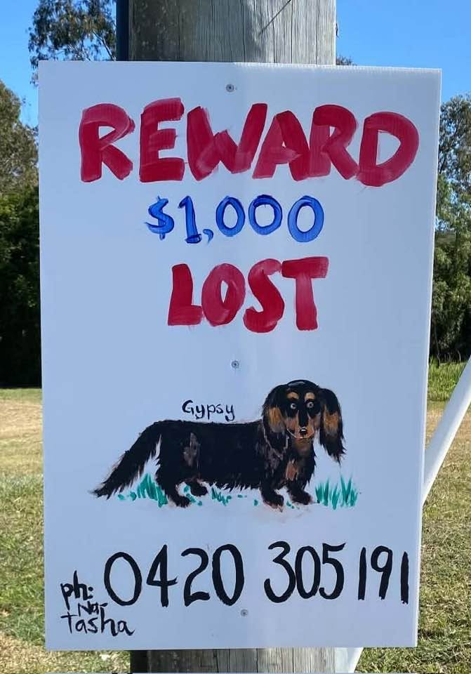 Lost Dog in Bannockburn